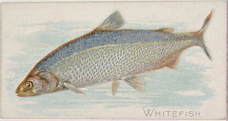 Allen Ginter - Whitefish.webp