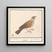 Alouette Alaudidae - Anselmus Botius de Boodt — inramlat konstverk på väggen