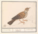 Alouette Alaudidae - Anselmus Botius de Boodt — vy av konstverket