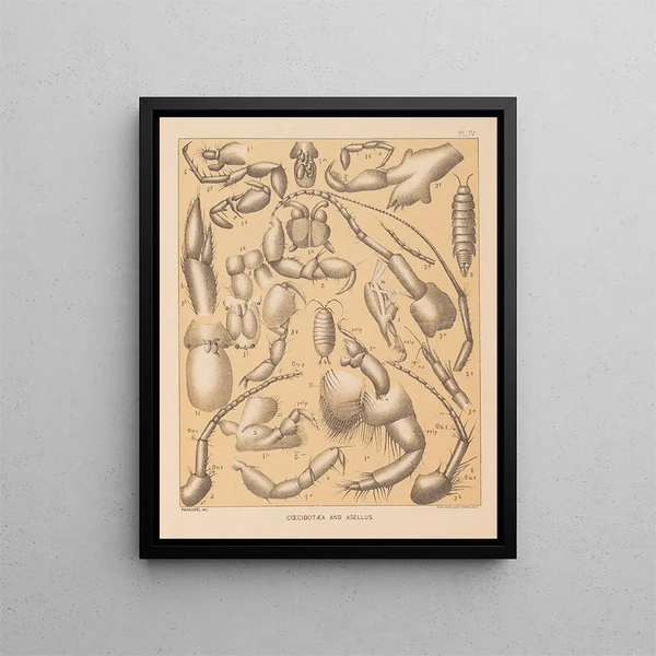 La faune des grottes d'Amérique du Nord Pl 04 - Alpheus Spring Packard — inramlat konstverk på väggen