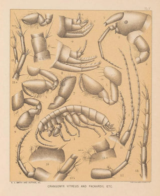 Alpheus Spring Packard - The cave fauna of North America Pl 05.webp