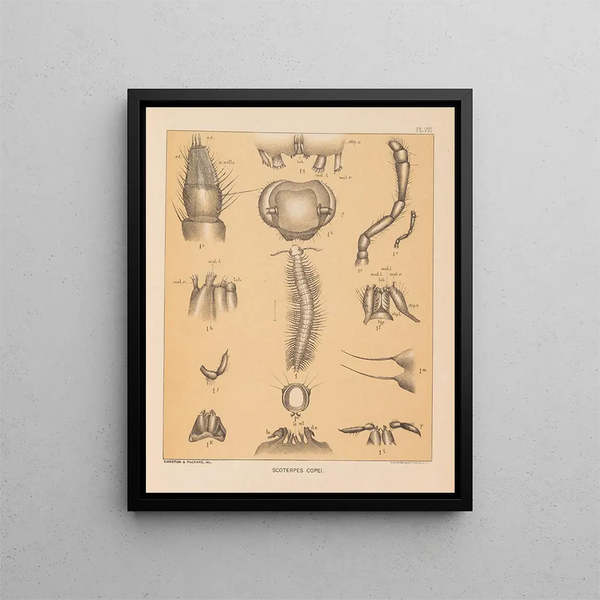 La faune des grottes d'Amérique du Nord Pl 08 - Alpheus Spring Packard — inramlat konstverk på väggen