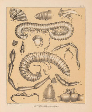 Alpheus Spring Packard - The cave fauna of North America Pl 09.webp