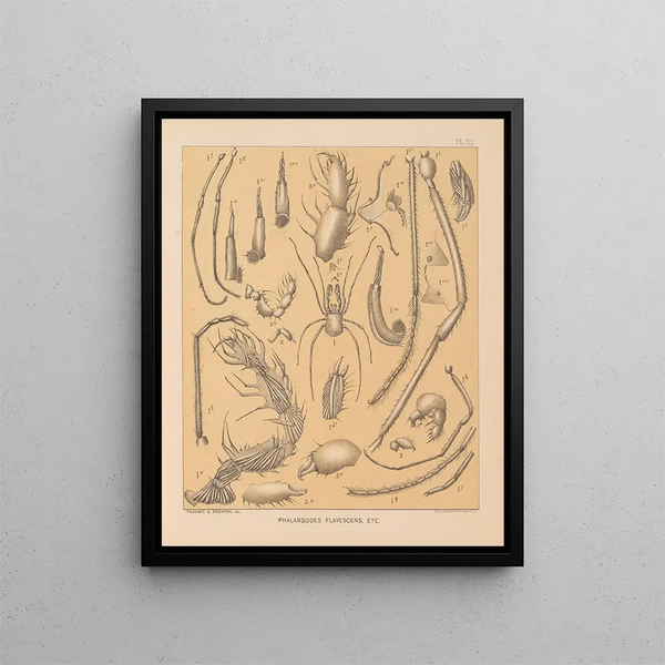 La faune des grottes d'Amérique du Nord Pl 12 - Alpheus Spring Packard — inramlat konstverk på väggen