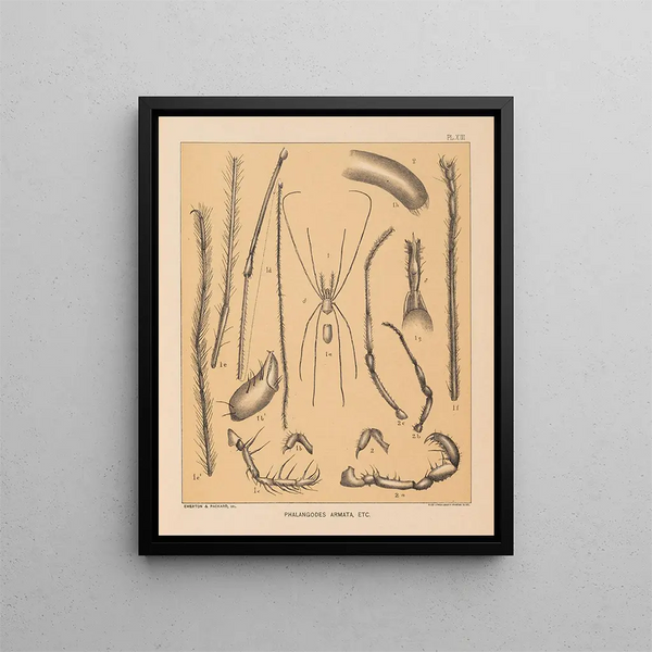 Alpheus Spring Packard - The cave fauna of North America Pl 13.webp