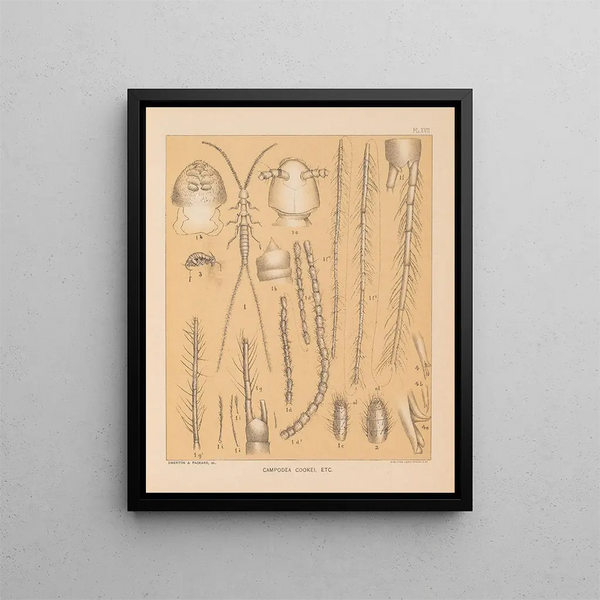 La faune des grottes d'Amérique du Nord Pl 17 - Alpheus Spring Packard — inramlat konstverk på väggen