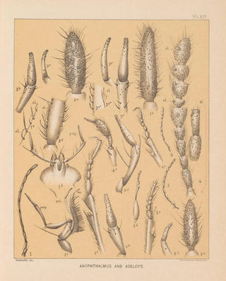Alpheus Spring Packard - The cave fauna of North America Pl 19.webp