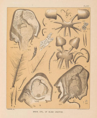 Alpheus Spring Packard - The cave fauna of North America Pl 21.webp