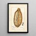 Reproduktion av målningen Adansonia digitata - Amanda Almira Newton