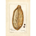 Reproduktion av målningen Adansonia digitata - Amanda Almira Newton