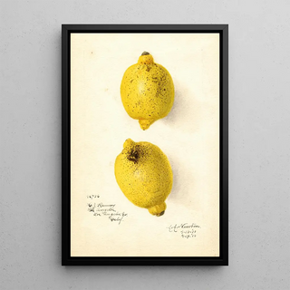 Amanda Almira Newton - Citrus aurantiifolia.webp