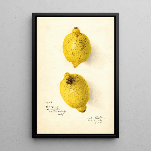 Citrus aurantiifolia - Amanda Almira Newton — inramlat konstverk på väggen