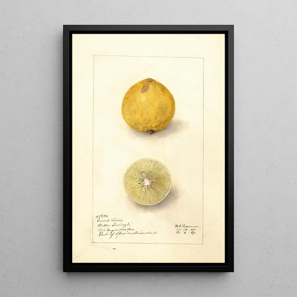 Citrus aurantiifolia Giant - Amanda Almira Newton — inramlat konstverk på väggen
