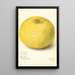 Reproduktion av målningen Citrus grandis 11668 Stor - Amanda Almira Newton
