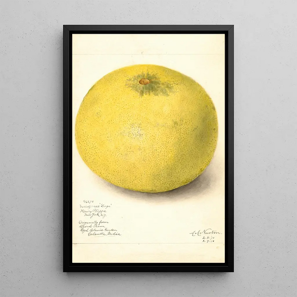 Reproduktion av målningen Citrus grandis 11668 Stor - Amanda Almira Newton