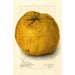 Citrus grandis Alamoen - Amanda Almira Newton — vy av konstverket