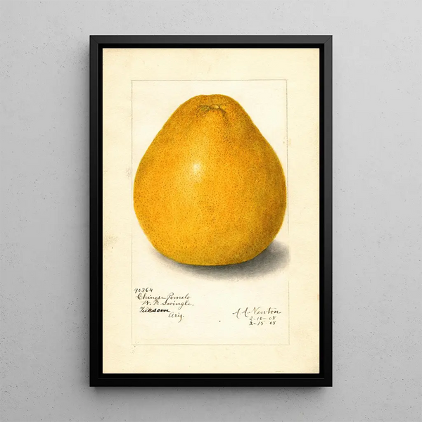Reproduktion av målningen Citrus grandis Chinese - Amanda Almira Newton