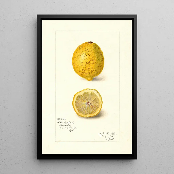Reproduktion av målningen Citrus limon - Amanda Almira Newton