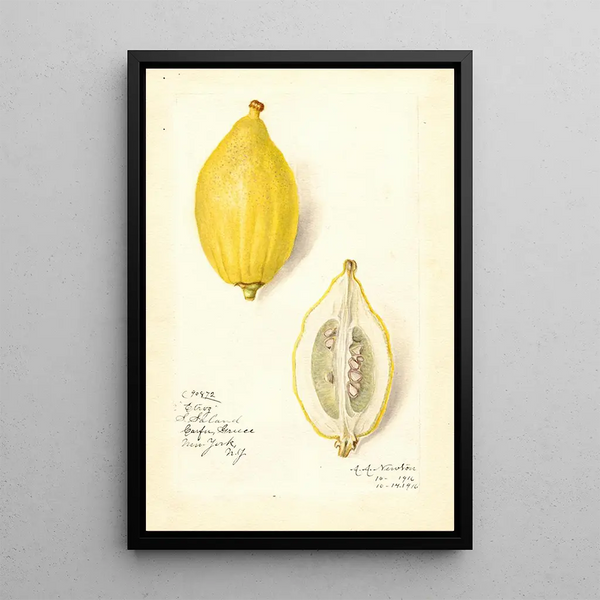 Reproduktion av målningen Citrus limon Etrog - Amanda Almira Newton