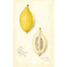 Reproduktion av målningen Citrus limon Etrog - Amanda Almira Newton