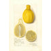Citrus limon Lisbon - Amanda Almira Newton — vy av konstverket