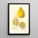 Citrus limon Lisbon - Amanda Almira Newton — inramlat konstverk på väggen