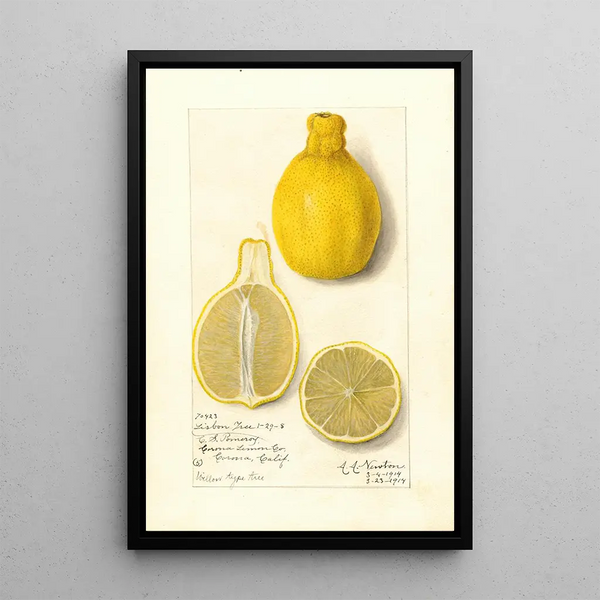 Citrus limon Lisbon - Amanda Almira Newton — inramlat konstverk på väggen