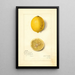 Reproduktion av målningen Citrus limon Villa France - Amanda Almira Newton