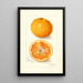 Reproduktion av målningen Citrus nobilis King - Amanda Almira Newton