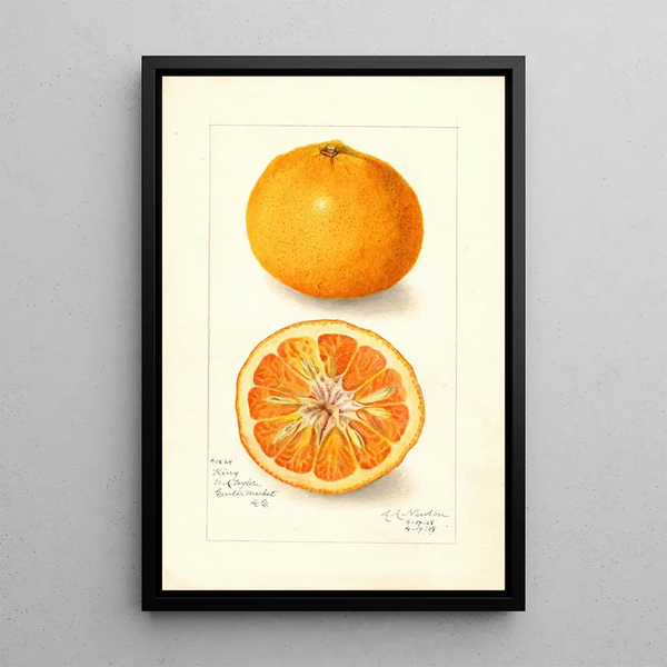 Reproduktion av målningen Citrus nobilis King - Amanda Almira Newton