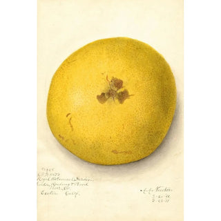 Amanda Almira Newton - Citrus paradisi.webp