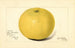 Citrus paradisi Davis Seedless - Amanda Almira Newton — vy av konstverket
