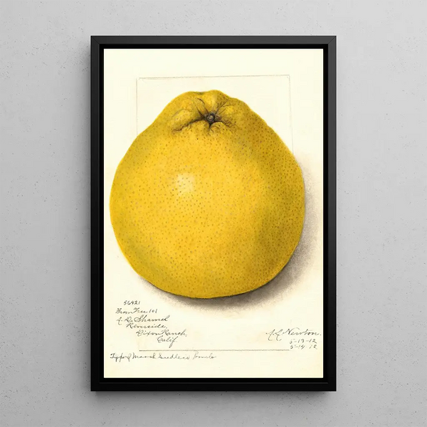 Reproduktion av målningen Citrus paradisi Marsh Seedless - Amanda Almira Newton