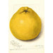 Reproduktion av målningen Citrus paradisi Marsh Seedless - Amanda Almira Newton