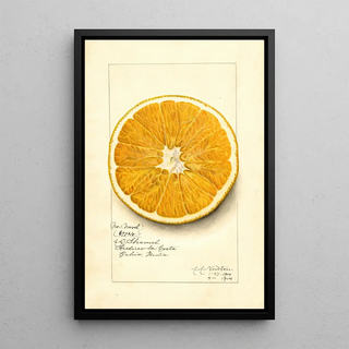 Amanda Almira Newton - Citrus paradisi Navel.webp