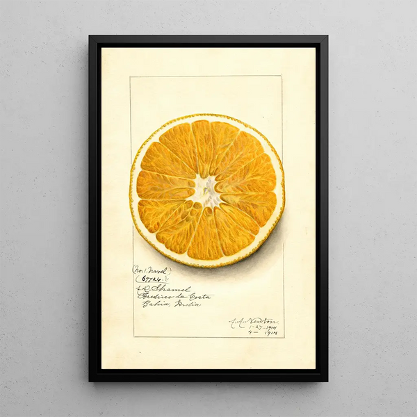 Reproduktion av målningen Citrus paradisi Navel - Amanda Almira Newton