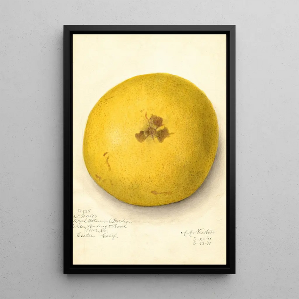 Citrus paradisi - Amanda Almira Newton — inramlat konstverk på väggen