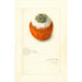 Citrus sinensis - Amanda Almira Newton — vy av konstverket