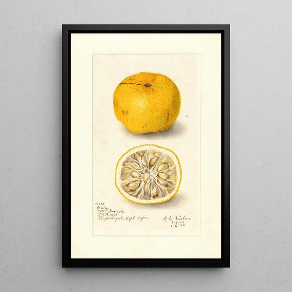 Reproduktion av målningen Citrus sinensis Acida - Amanda Almira Newton
