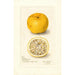 Reproduktion av målningen Citrus sinensis Acida - Amanda Almira Newton