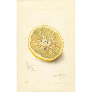 Amanda Almira Newton - Citrus sinensis Ichang.webp