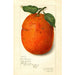 Citrus sinensis New - Amanda Almira Newton — vy av konstverket