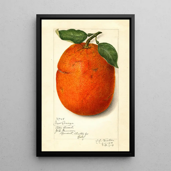 Citrus sinensis New - Amanda Almira Newton — inramlat konstverk på väggen