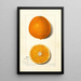 Citrus sinensis Thompson Improved Navel - Amanda Almira Newton — inramlat konstverk på väggen