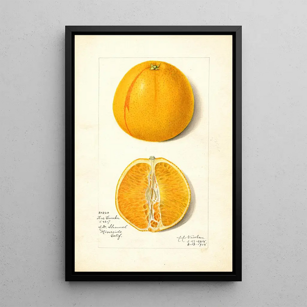 Citrus sinensis True Eureka - Amanda Almira Newton — inramlat konstverk på väggen