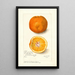 Reproduktion av målningen Citrus sinensis Washington Navel - Amanda Almira Newton