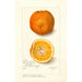 Reproduktion av målningen Citrus sinensis Washington Navel - Amanda Almira Newton