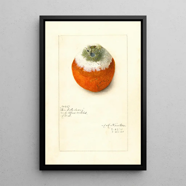 Citrus sinensis - Amanda Almira Newton — inramlat konstverk på väggen