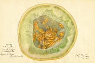 Amanda Almira Newton - Cucumis melo Antibes Green.webp