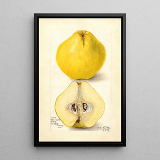 Amanda Almira Newton - Cydonia oblonga Champion.webp